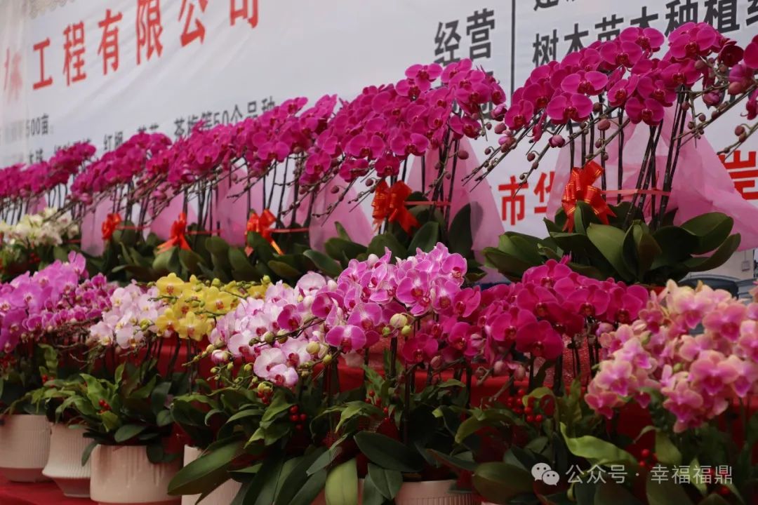 ????福鼎市花卉產業園開園?????