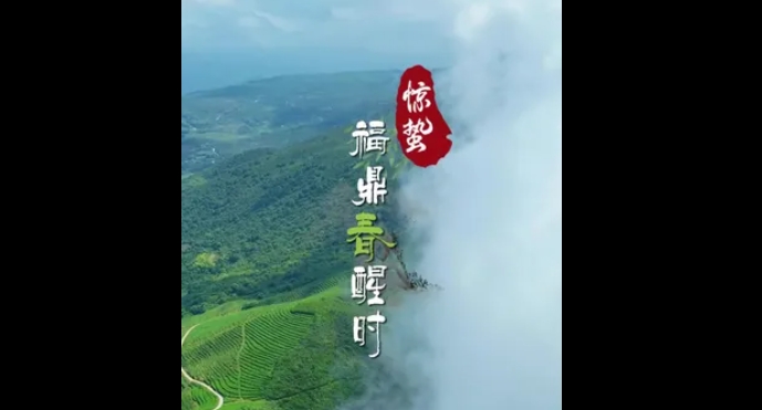 驚蟄至，雷動茶醒，福鼎的春，是茶香里的守候，是鮮花的盛放，更是萬物生長的詩意。