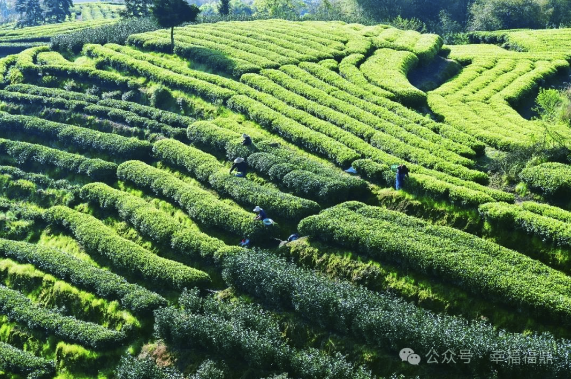 福鼎白茶采摘季到了！他們來了