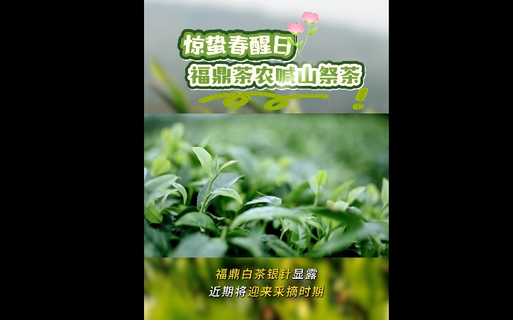 茶發芽咯！驚蟄春醒日，福鼎茶農喊山祭茶