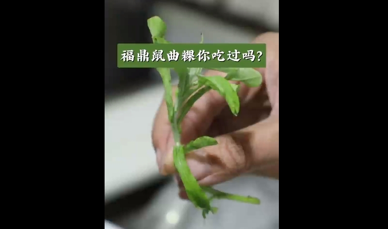 “春日限定”美食上線！福鼎鼠曲粿你吃過嗎？