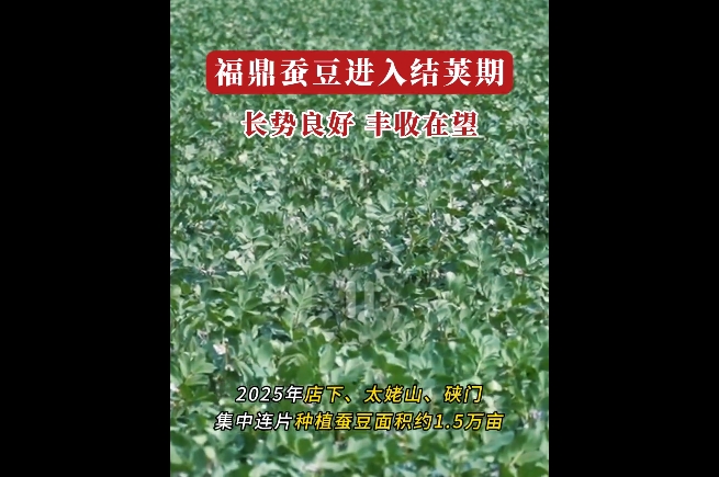 福鼎蠶豆進入生長的關鍵結莢期，預計4月中旬左右即可進入收割期