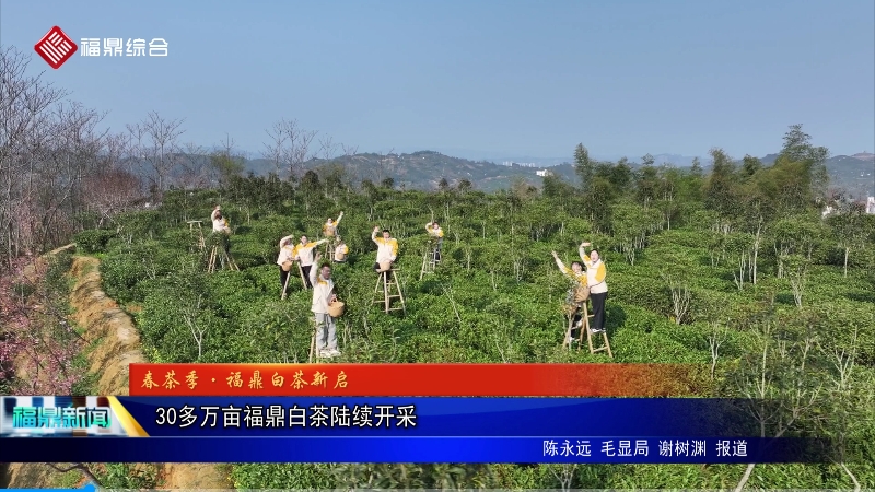 30多萬畝福鼎白茶陸續開采