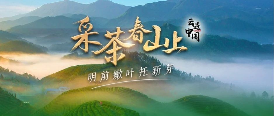 央廣網正在直播丨畬歌悠揚喊山來，福鼎白茶中國甜