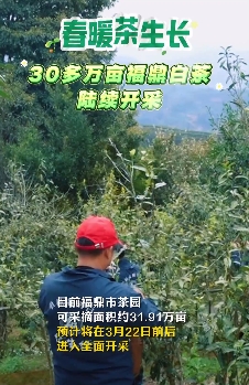 春暖茶生長，30多萬畝福鼎白茶陸續開采
