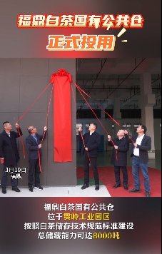 3月19日，福鼎白茶國有公共倉正式揭牌投用，多家知名茶企已入駐