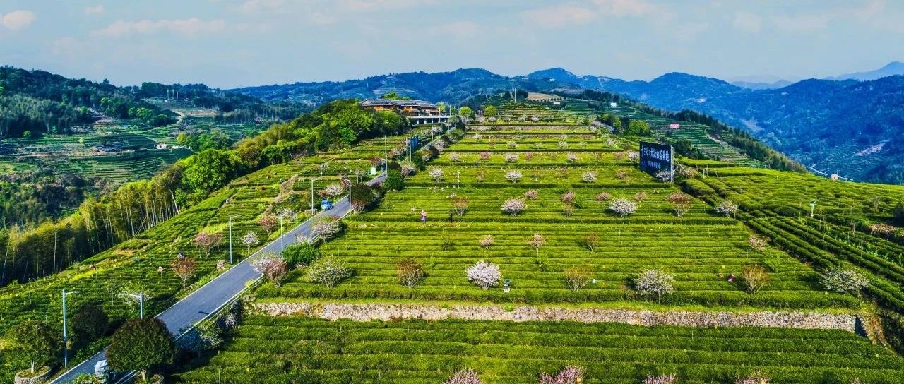 我上茶山，約你賞花