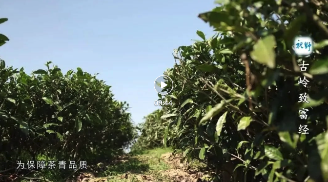 【視野】古嶺致富經