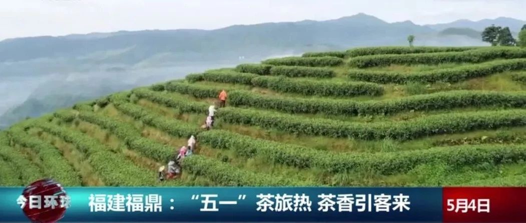 央視關注！“五一”假期，福鼎茶旅熱又“出圈”了！
