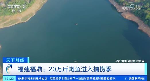 福建福鼎：20萬斤鰱魚進入捕撈季