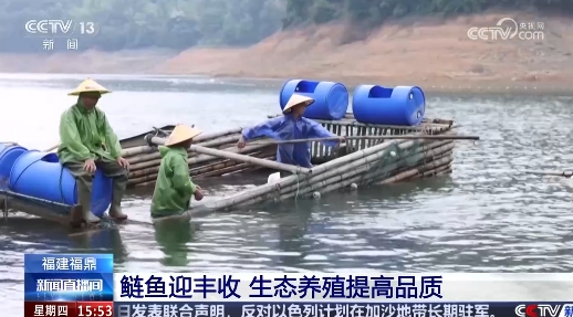 福建福鼎 鰱魚迎豐收 生態養殖提高品質